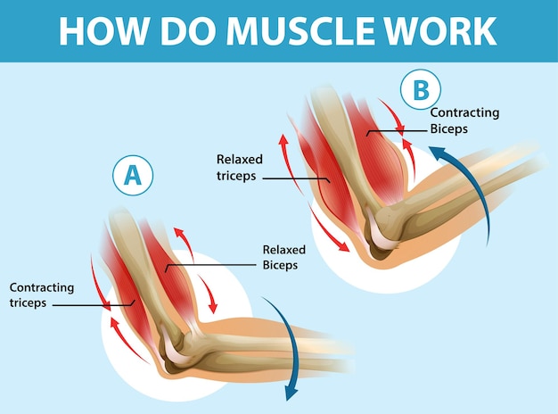 Education poster of how muscle works