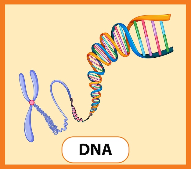 무료 벡터 dna 교육용 영단어 카드