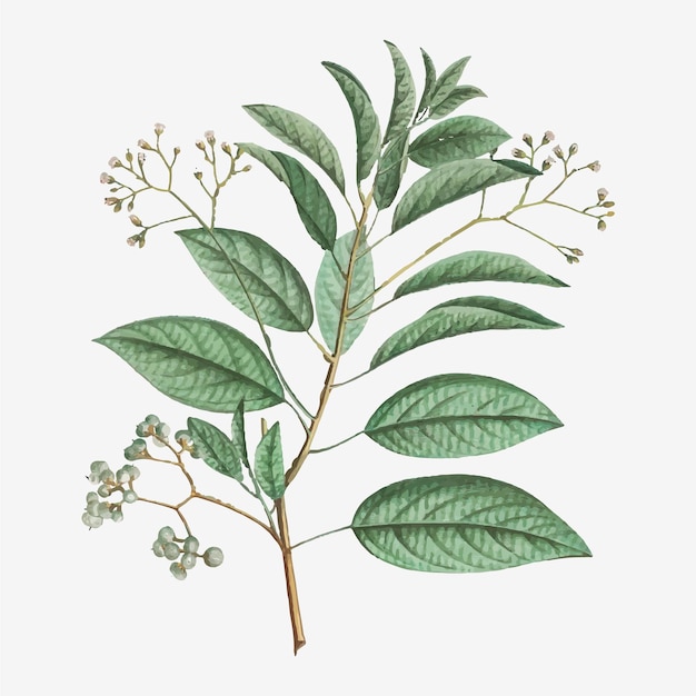 Ehretia Internodis flower vector