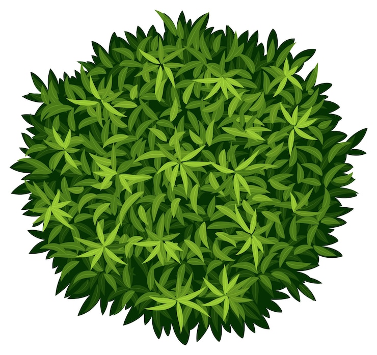 Free Vector a elaeocarpus decipiens