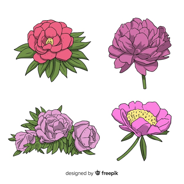 Elegante collezione di fiori di peonia disegnati a mano