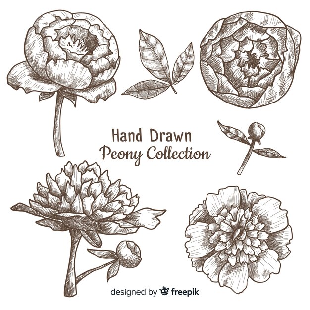 Elegant collection of hand drawn peony flowers