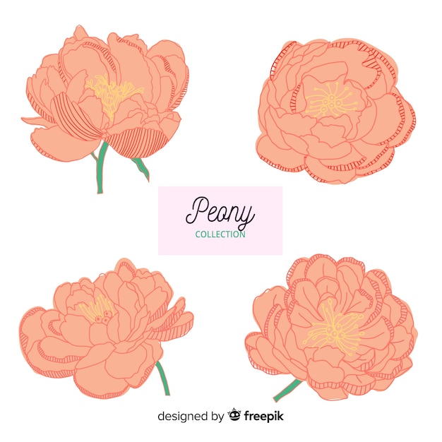 Vettore gratuito elegante collezione di fiori di peonia disegnati a mano