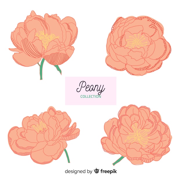 Elegant collection of hand drawn peony flowers
