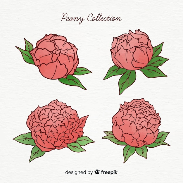 Free vector elegant collection of peony flowers