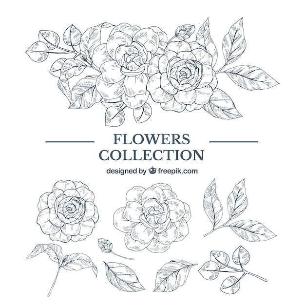 Elegant hand drawn floral element collection