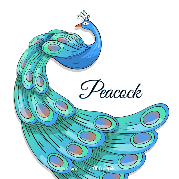 Elegant hand drawn peacock