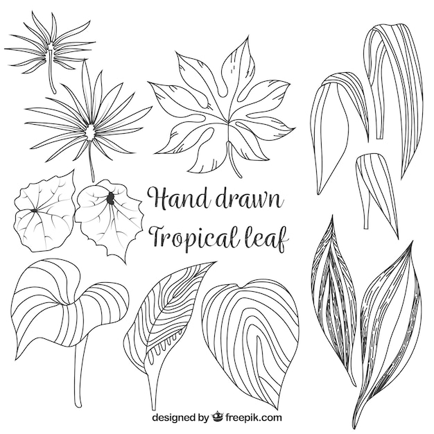 エレガントな手描きの熱帯の葉のコレクション