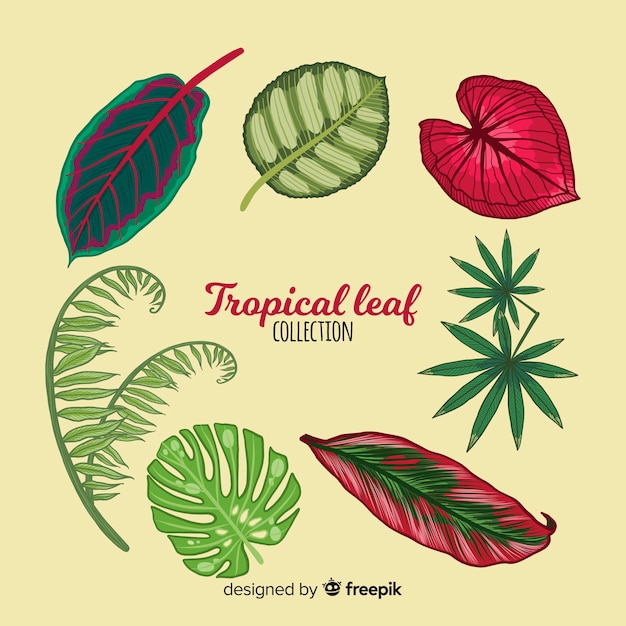 Free vector elegant hand drawn tropical leaf collection