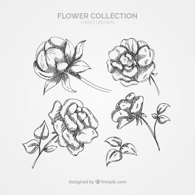 Elegant pack of hand drawn floral elements