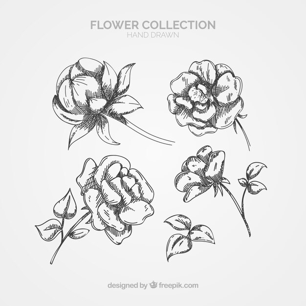 Elegant pack of hand drawn floral elements