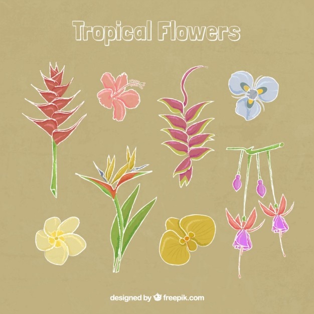 Elegant tropical flowers