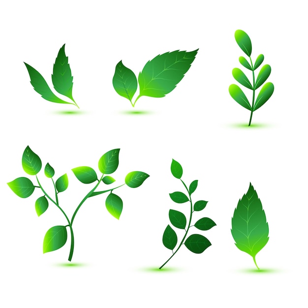 Free vector elegant various shapes green leaves set design
