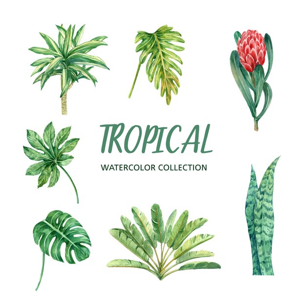 Element watercolor design with tropical plant, illustration set of botanical.