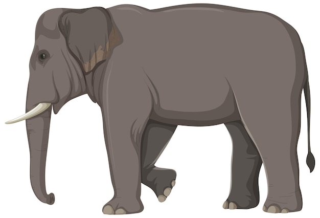 Free vector elephant anatomy concept for science education