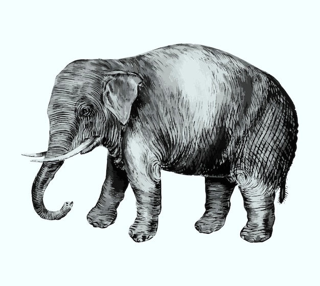 Free vector elephant in vintage style