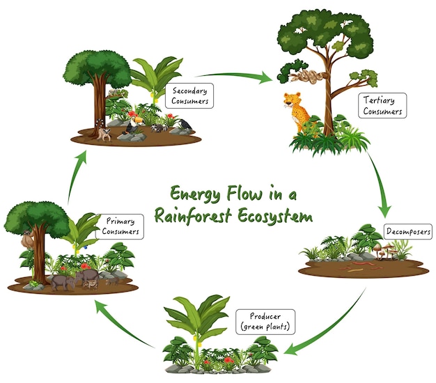 Energy Flow in a Rainforest Ecosystem on white background