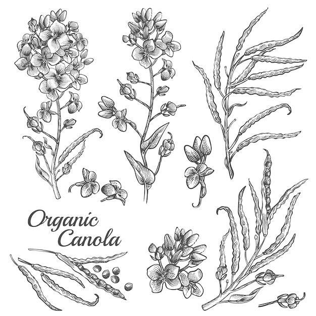 Бесплатное векторное изображение Набор гравированных ботанических иллюстраций