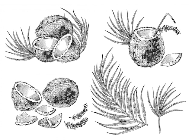 Engraved illustration set of coconuts, palm leaves and cocktail