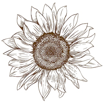 Engraving drawing illustration of big sunflower