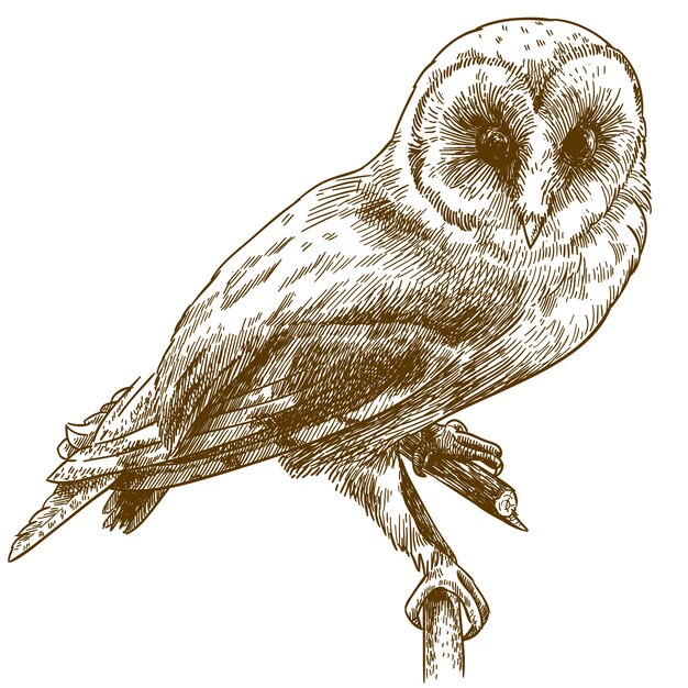 メンフクロウのデッサンイラストの彫刻 プレミアムベクター