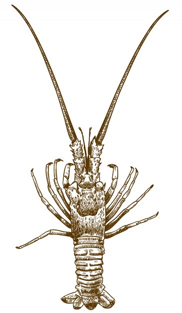 伊勢海老のデッサンイラストの彫刻 プレミアムベクター