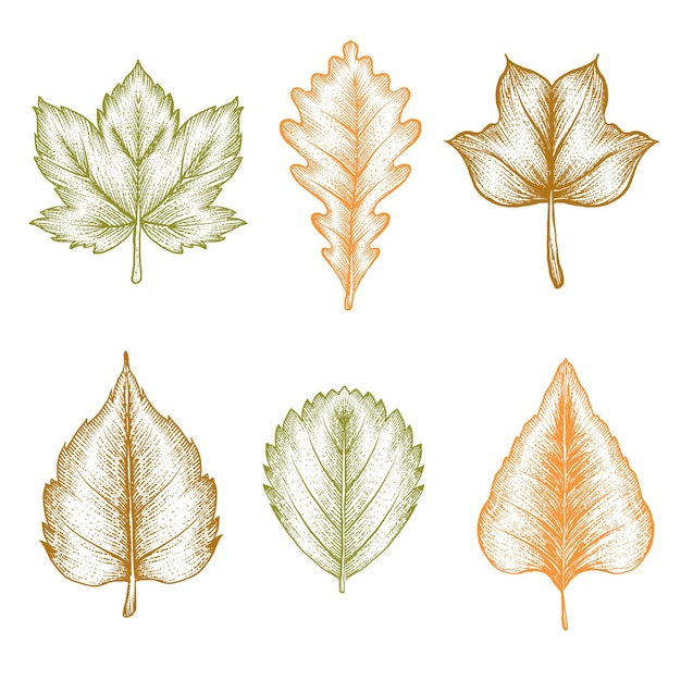 Engraving hand drawn autumn leaves collection