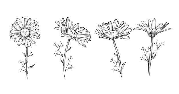 Engraving hand drawn flower collection