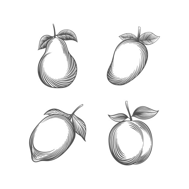 Engraving hand drawn fruit collection