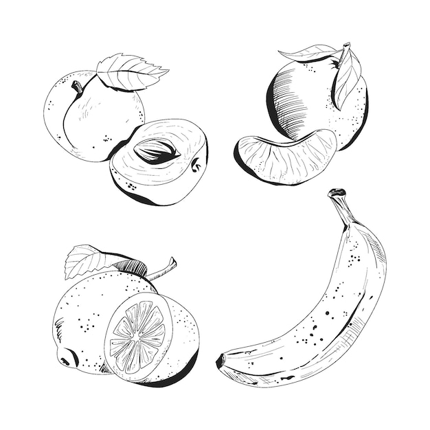 Engraving hand drawn fruit collection