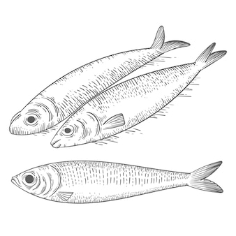 Illustrazione disegnata a mano della sardina dell'incisione