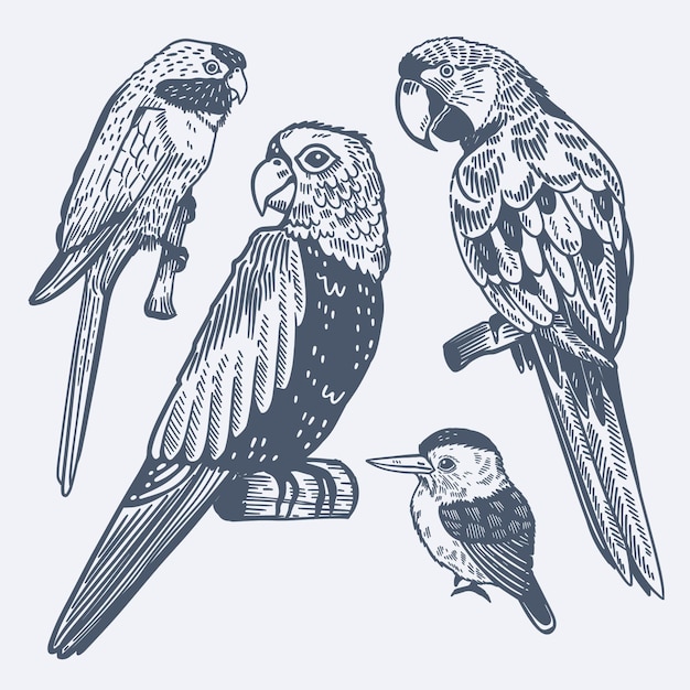Free vector engraving hand drawn tropical birds collection