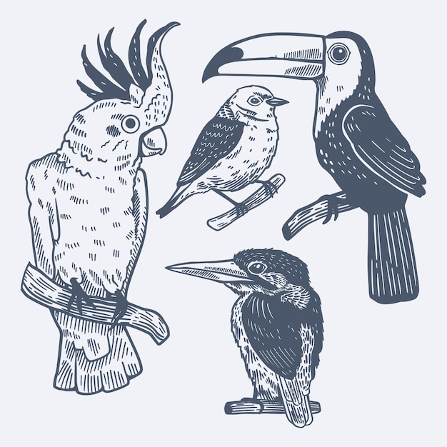 Engraving hand drawn tropical birds collection