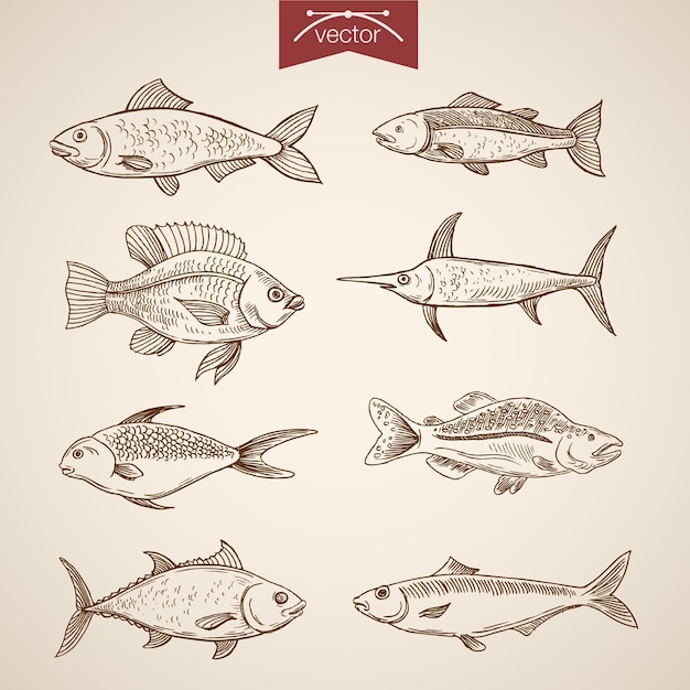 Engraving vintage hand drawn  fishes collection.