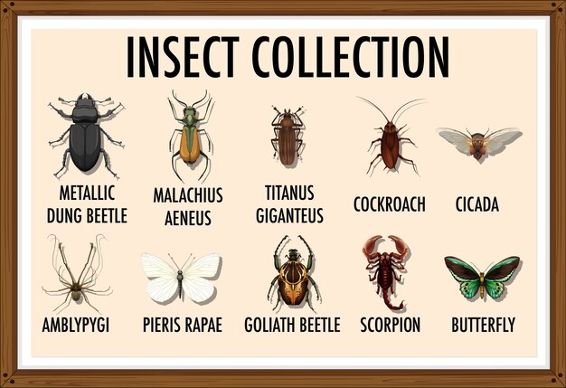 Entomology list of insect collection