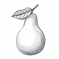 Free vector etching pear. wonderful sketch pears with leaves on a white background.