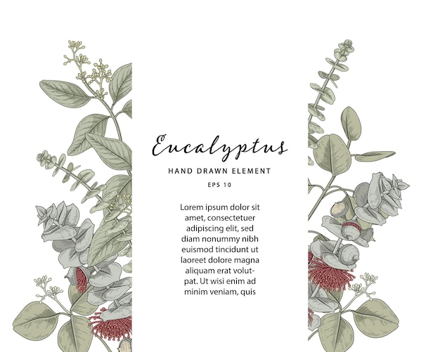 eucalyptus botanical frame with sample text template