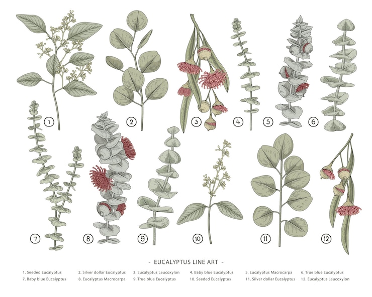 無料Vector ユーカリの枝の手描きの植物画。