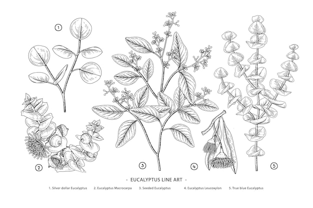 Eucalyptus branch hand drawn botanical illustrations.