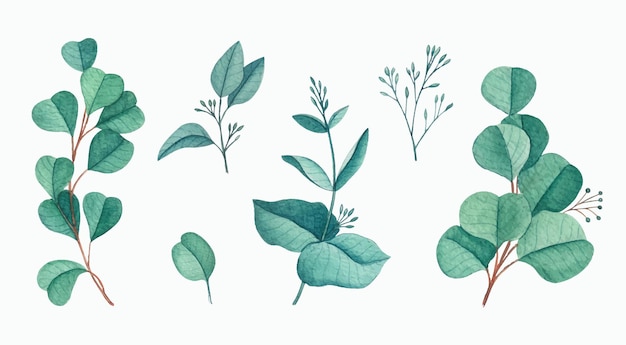 Free vector eucalyptus leaf hand drawn watercolor set