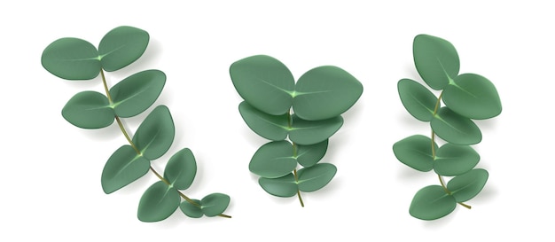 Eucalyptus leaves and branches aromatic herb