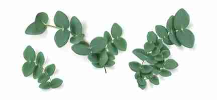 Free vector eucalyptus leaves and branches aromatic herb