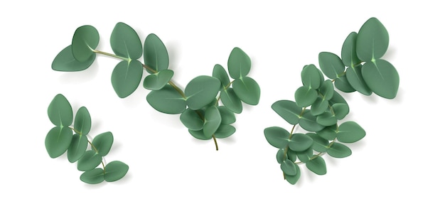 Eucalyptus leaves and branches aromatic herb