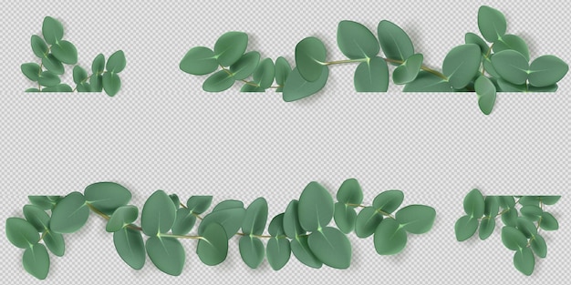 Eucalyptus leaves and branches frame or border