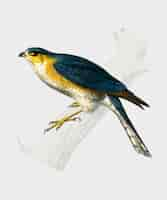 Free vector eurasian sparrowhawk (accipiter nisus) illustrated by charles dessalines d'orbigny (1806-1876)