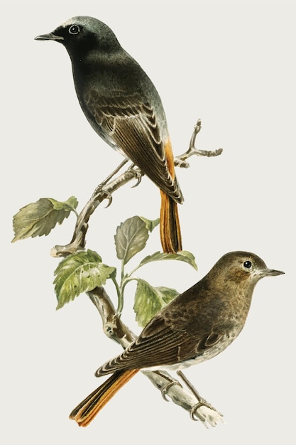 European black redstart birds in hand drawn style