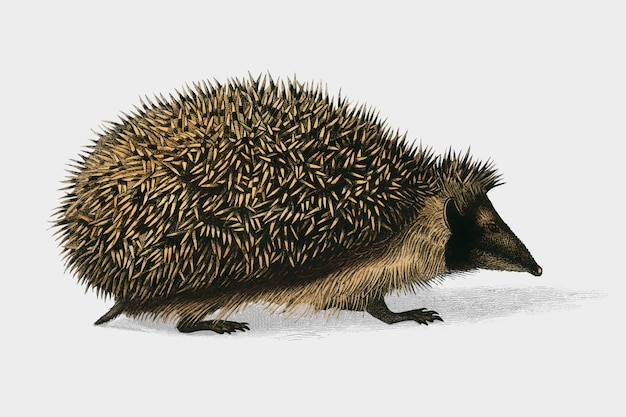 Free vector european hedgehog (erinaceus europaeus) illustrated by charles dessalines d'orbigny (1806-1876).