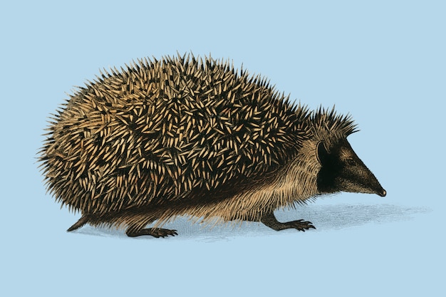 Free vector european hedgehog