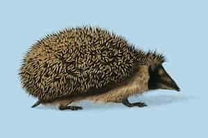 Free vector european hedgehog