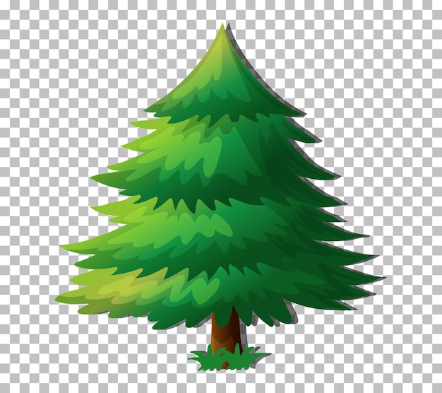 Evergreen tree isolated on transparent background